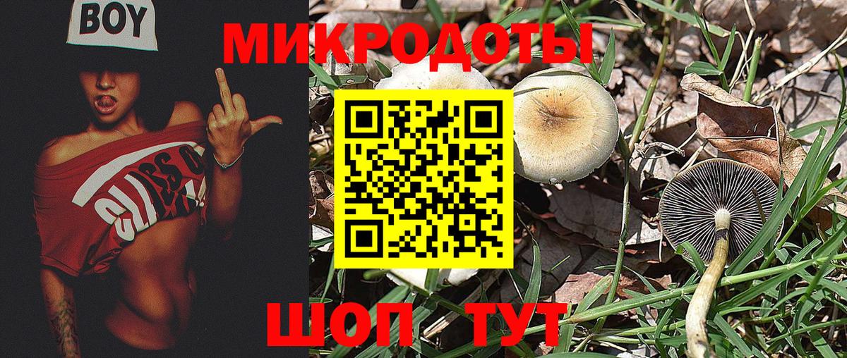 Галлюциногенные грибы Psilocybe Нерюнгри